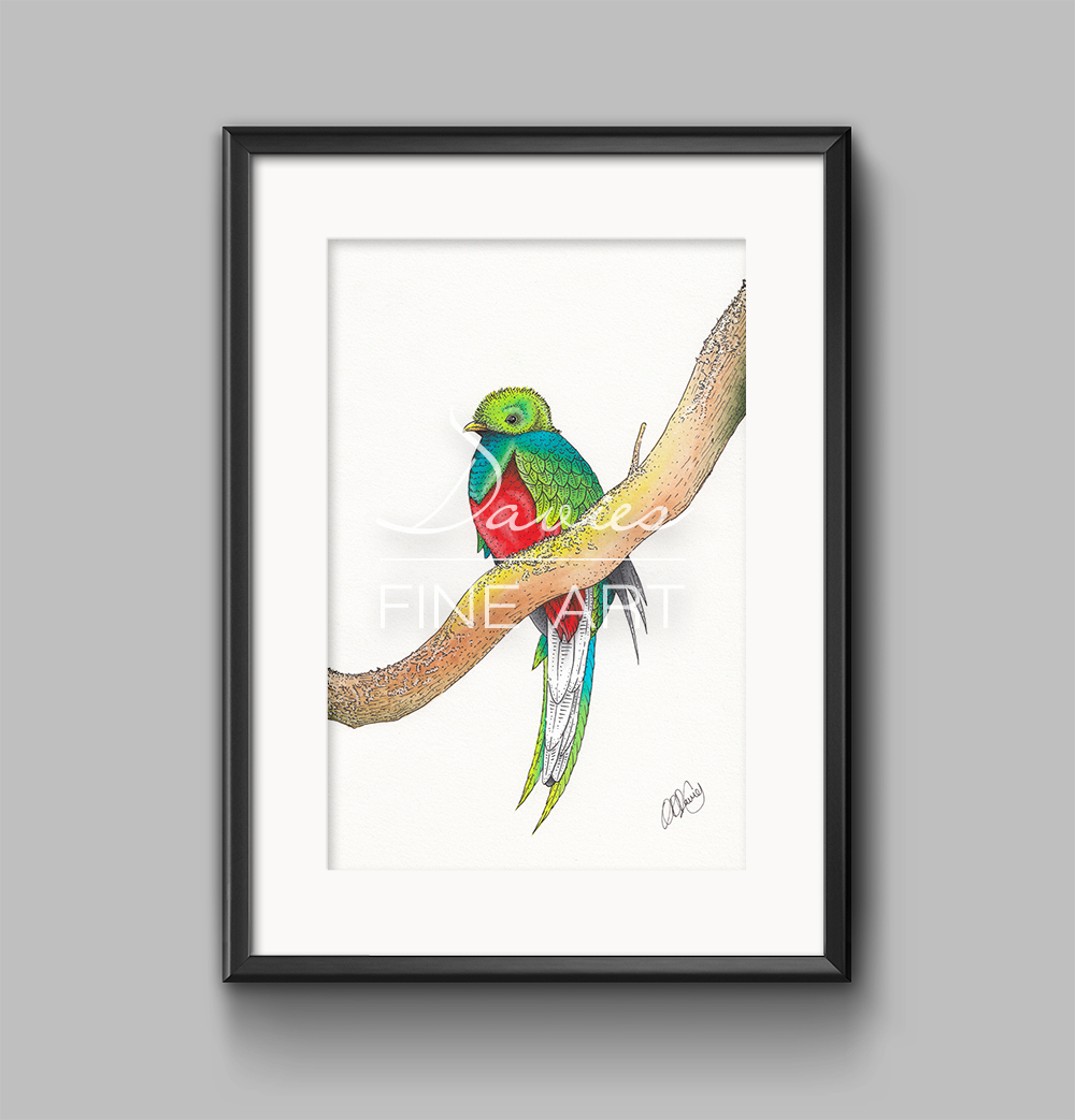 1000x1043 Quetzal Bird Complete Collection - Quetzal Watercolor