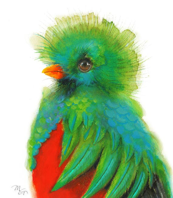 570x650 Quetzal Bird Watercolor - Quetzal Watercolor