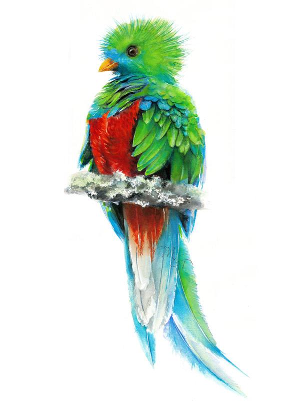 600x800 Quetzal Paradise Bird Watercolor Archival Print Mira Guerquin - Quetzal Watercolor