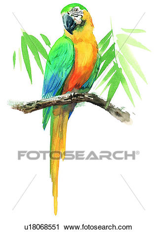 318x470 Quetzal Clipart Watercolor - Quetzal Watercolor