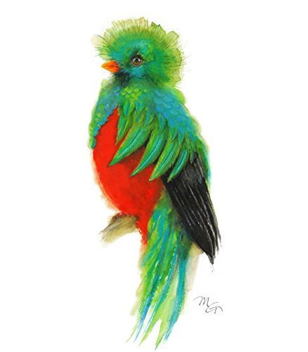 438x500 Quetzal Watercolor Giclee Print Handmade - Quetzal Watercolor