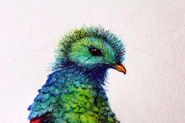 600x400 Quetzal On Behance - Quetzal Watercolor