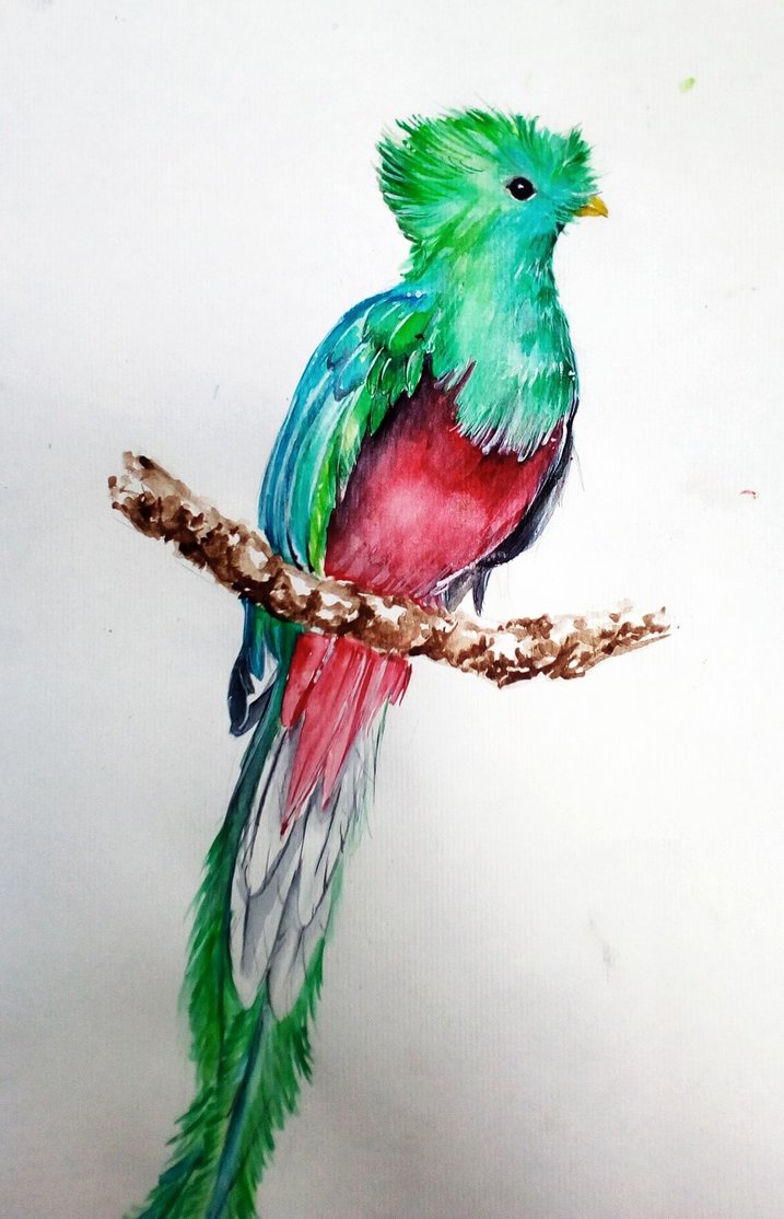 717x1114 Quetzal Painting By Vikcesz - Quetzal Watercolor