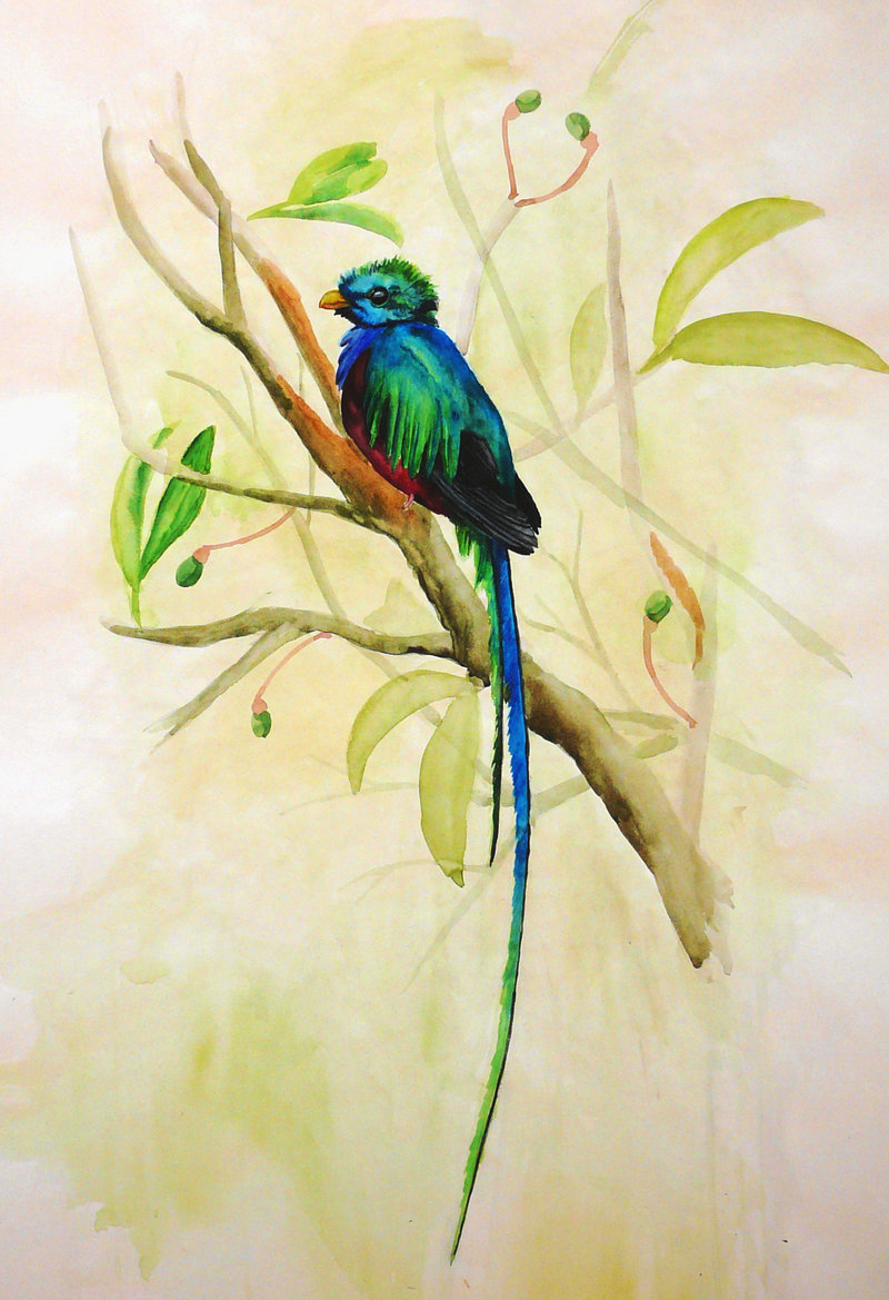 800x1169 Resplendent Quetzal By Nachiii - Quetzal Watercolor