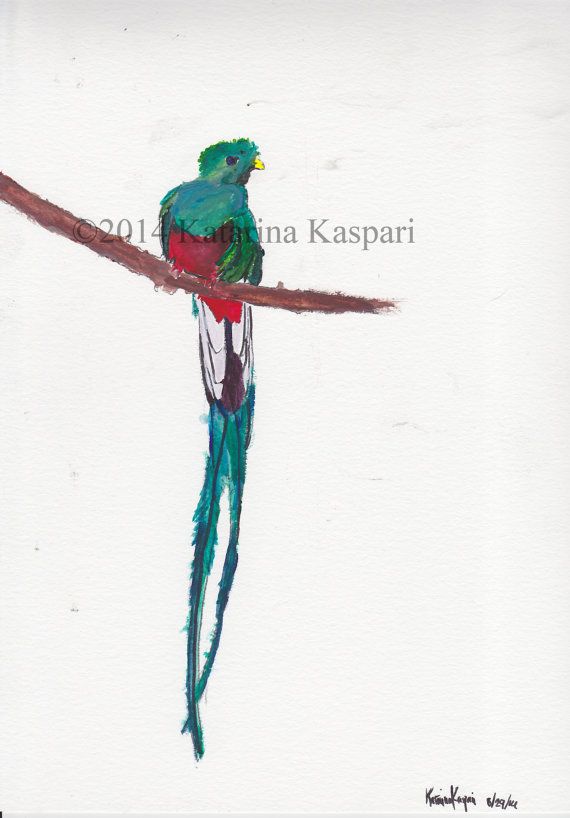 570x818 Resplendent Quetzal Watercolor Painting By Katyshandmadegoods - Quetzal Watercolor