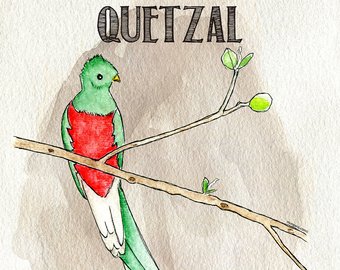 340x270 Watercolor Quetzal Etsy - Quetzal Watercolor