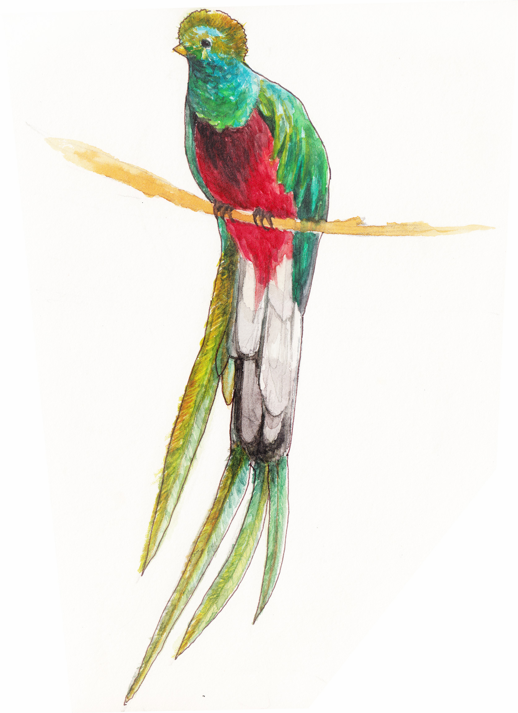 1673x2300 Quetzal ,watercolor Painting - Quetzal Watercolor