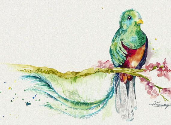 570x416 Original Watercolor Painting Quetzal By Cardamomsart On Etsy - Quetzal Watercolor