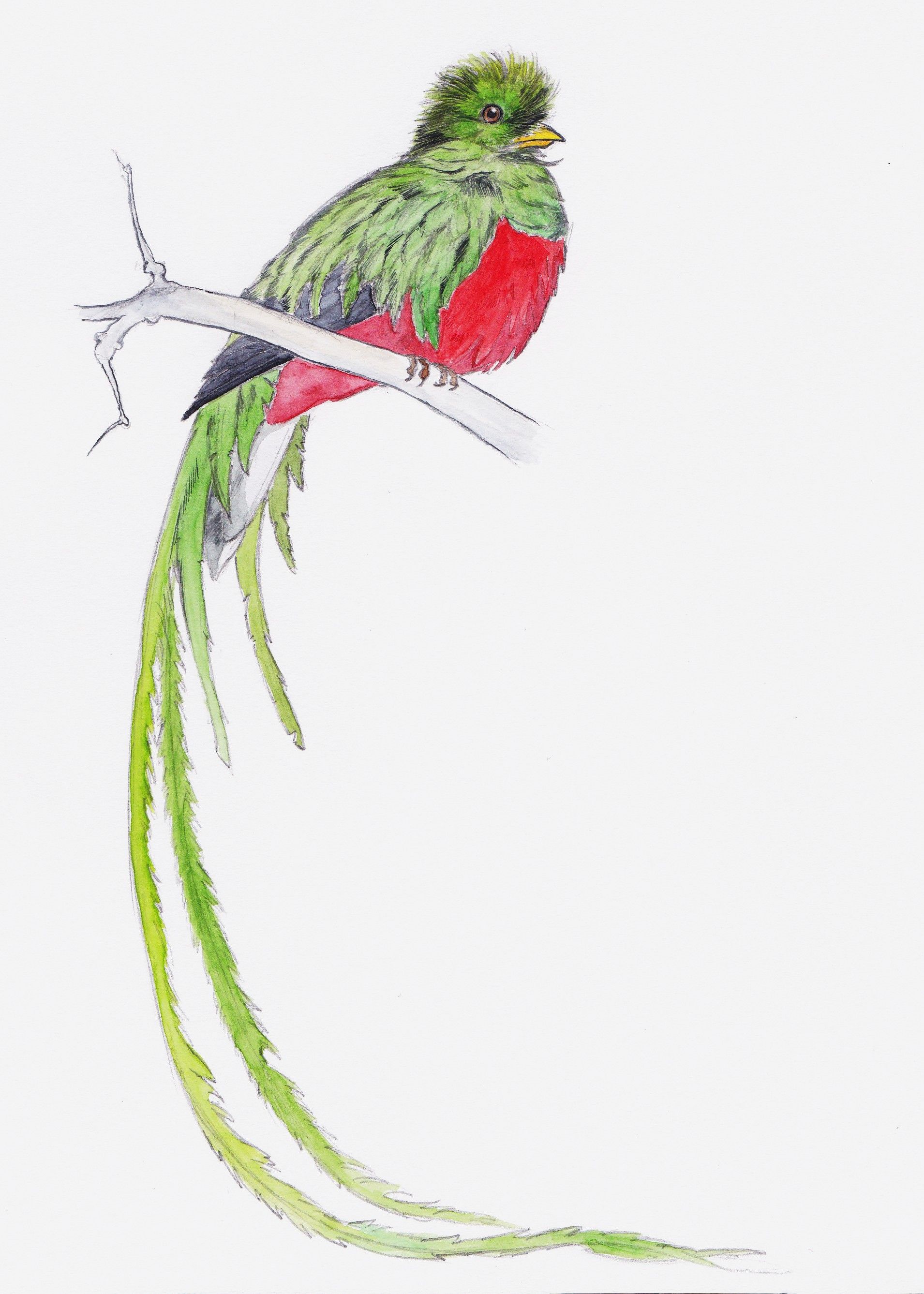 1910x2675 Quetzal - Quetzal Watercolor
