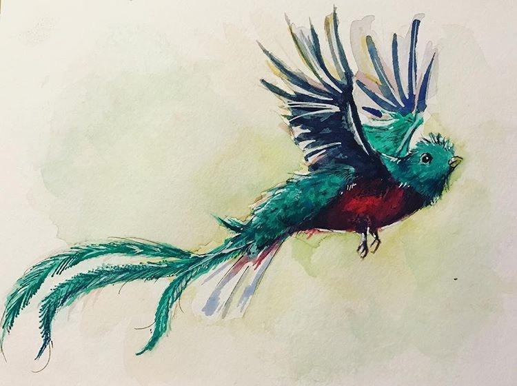 750x560 Quetzal 6x8 Watercolor - Quetzal Watercolor