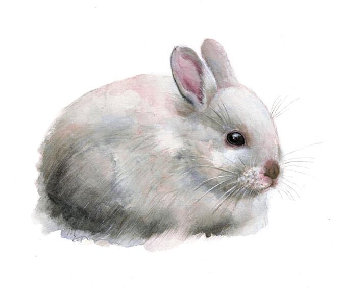 670x570 Rabbit Watercolor Archival Print Mira Guerquin Watercolors - Rabbit Watercolor