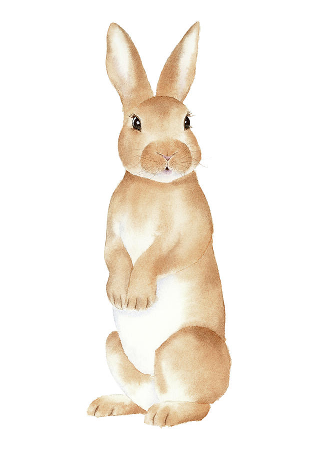 Rabbit Watercolor At PaintingValley Com Explore Collection Of Rabbit   Rabbit Watercolor 23 