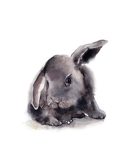 250x300 Rabbit Watercolor Paintings Fine Art America - Rabbit Watercolor