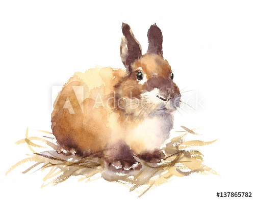 500x393 Watercolor Cute Baby Bunny Rabbit Hand Drawn Pet Animal - Rabbit Watercolor