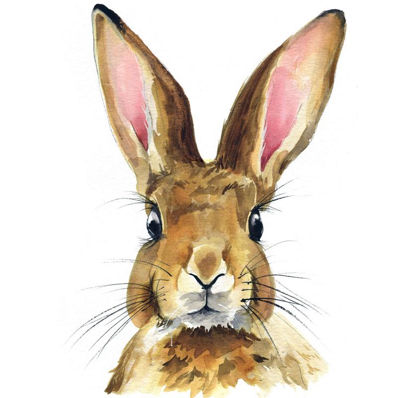 800x800 Watercolor Rabbit Paint Kit - Rabbit Watercolor