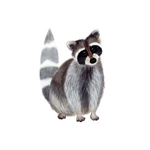 300x300 Cute Watercolor Raccoon Painting By Ekaterina Efanova - Raccoon Watercolor