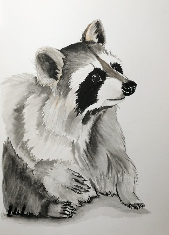 570x794 Original Raccoon Watercolor Painting Nursery Racoon Etsy - Raccoon Watercolor