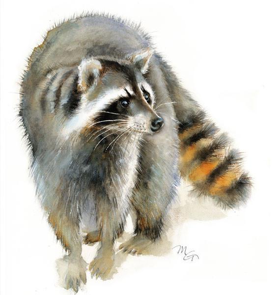 570x600 Raccoon Watercolor Archival Print Mira Guerquin Watercolors - Raccoon Watercolor