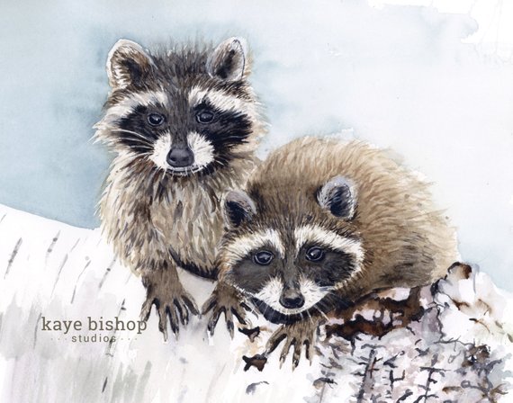 570x448 Raccoon Watercolor Painting Raccoons Art Animal Wall Art Etsy - Raccoon Watercolor