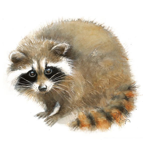 570x600 Raccoon Watercolor Baby Raccoon Painting Art Print Home Etsy - Raccoon Watercolor