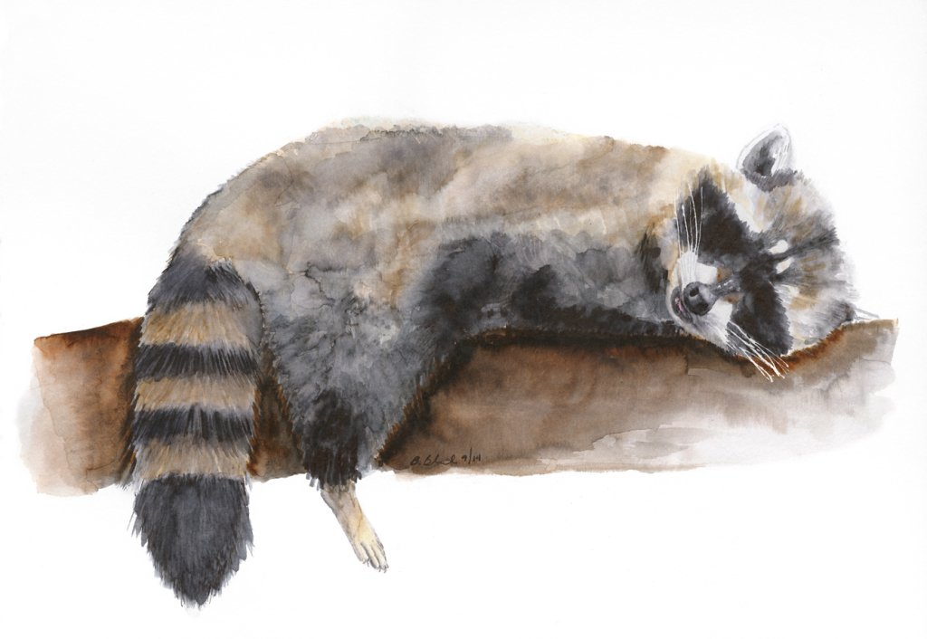 1024x706 The Raccoon Art Watercolor That Surprised Me - Raccoon Watercolor