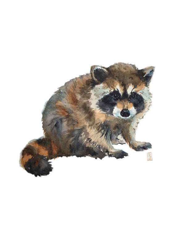 570x738 Baby Raccoon Watercolor Print Woodland Animals Nursery Art - Raccoon Watercolor