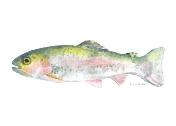 570x407 Rainbow Trout Watercolor Painting Giclee Print Reproduction 7 Etsy - Rainbow Trout Watercolor
