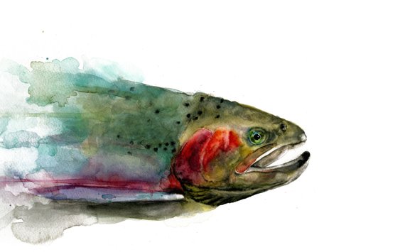 570x355 Rainbow Trout Watercolor Print Etsy - Rainbow Trout Watercolor