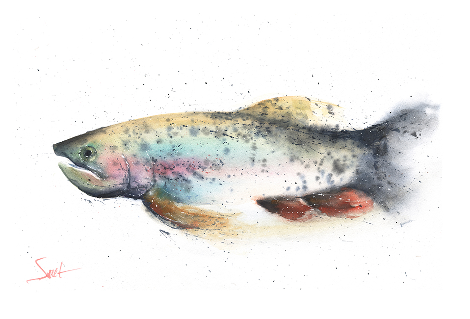 958x650 Rainbow Trout Watercolor Print Watercolor Animal Paintings - Rainbow Trout Watercolor