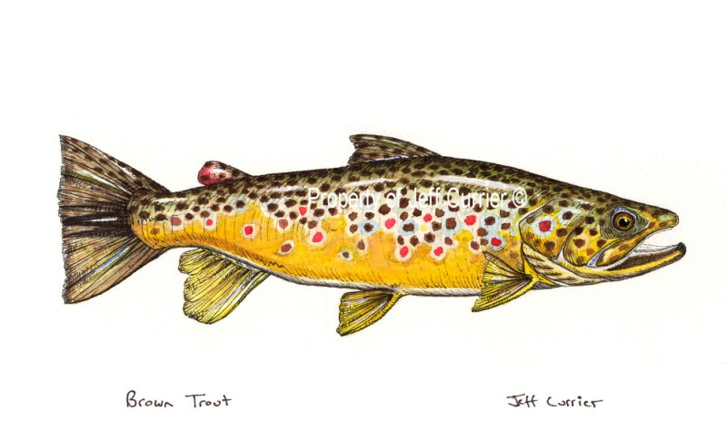 800x485 Trout, Salmon And Char Jeff Currier - Rainbow Trout Watercolor
