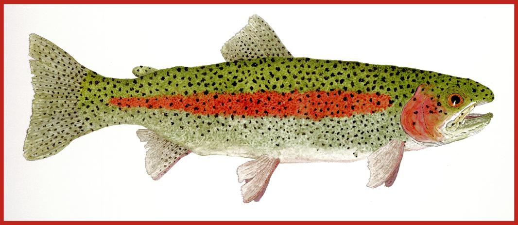 1066x465 Trout Art - Rainbow Trout Watercolor