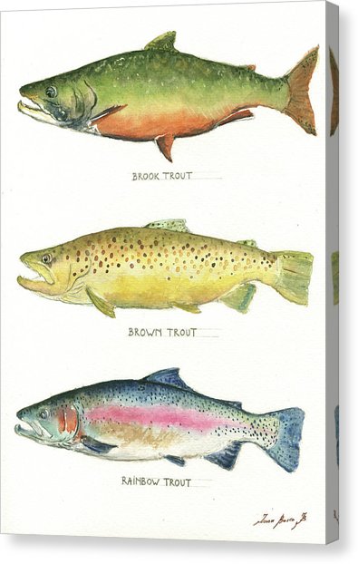 395x622 Trout Watercolor Canvas Prints Fine Art America - Rainbow Trout Watercolor