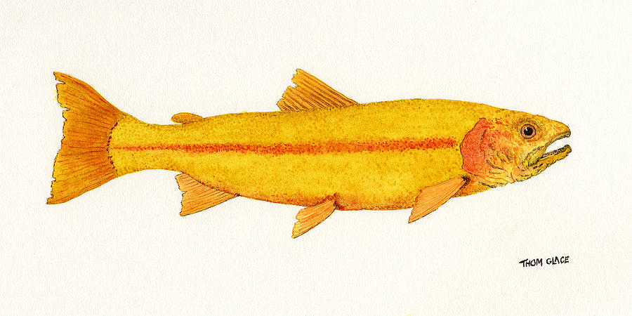 900x450 Trout Watercolor Paintings Fine Art America - Rainbow Trout Watercolor