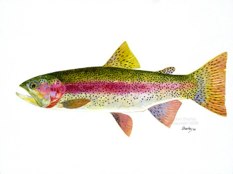 233x174 Trout - Rainbow Trout Watercolor