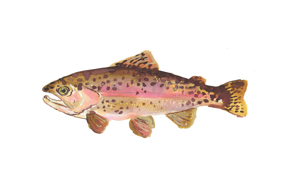 1000x667 Watercolor Rainbow Trout Illustration Julie King Studio - Rainbow Trout Watercolor