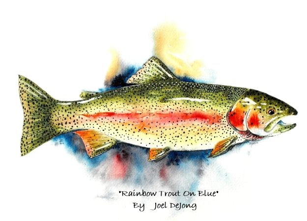 625x449 Image Detail - Rainbow Trout Watercolor