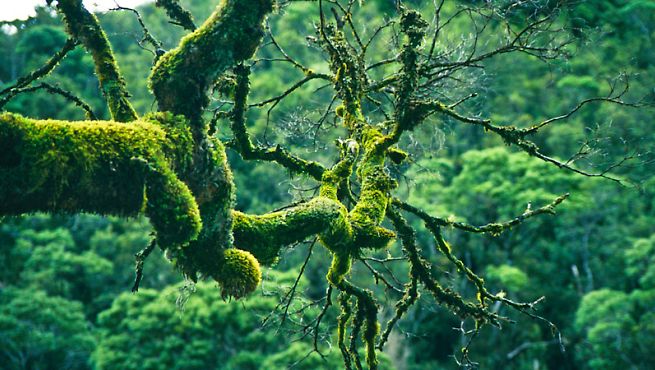 655x370 Watercolor Rain Tumblr - Rainforest Watercolor