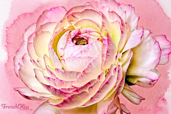 715x477 Post Processing A Floral Image With A Watercolor Texture. French - Ranunculus Watercolor