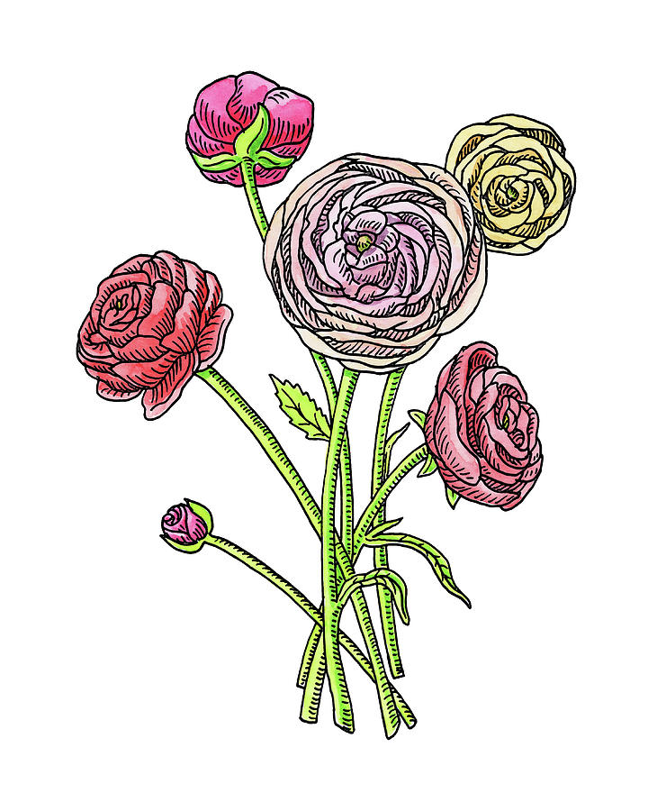 720x900 Ranunculus Flower Botanical Watercolor Painting By Irina Sztukowski - Ranunculus Watercolor