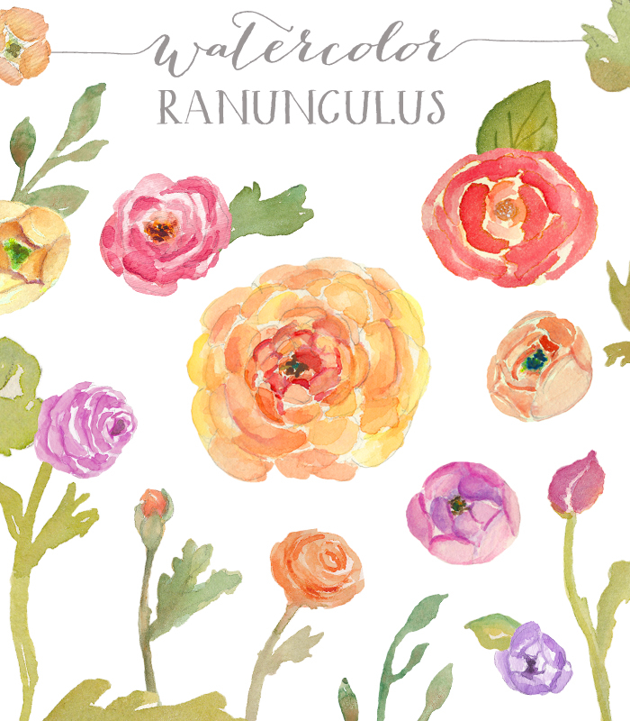 700x800 Watercolor Clip Art - Ranunculus Watercolor