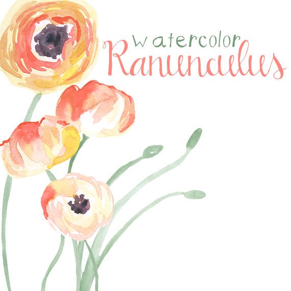 570x570 Watercolor Ranunculus Flower Clip Art For Scrapbooking Instant Etsy - Ranunculus Watercolor