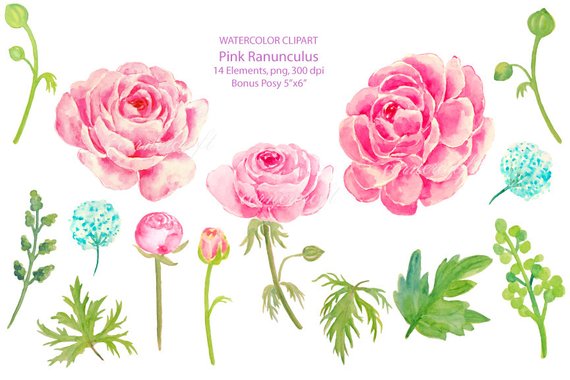 570x380 Watercolor Pink Ranunculus Watercolor Clipart Printable Etsy - Ranunculus Watercolor