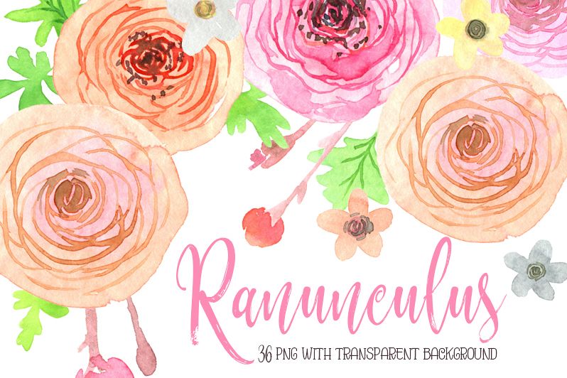 798x532 Watercolor Ranunculus Flowers Png - Ranunculus Watercolor