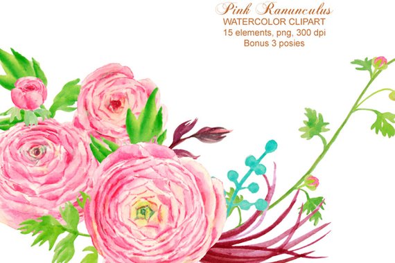 570x380 Wedding Clipart Watercolor Pink Ranunculus Printable Instant Etsy - Ranunculus Watercolor