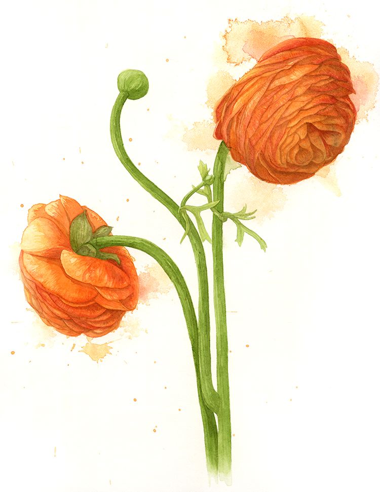 750x970 Jun 11 Ranunculus Asiaticus Botanical Watercolour - Ranunculus Watercolor
