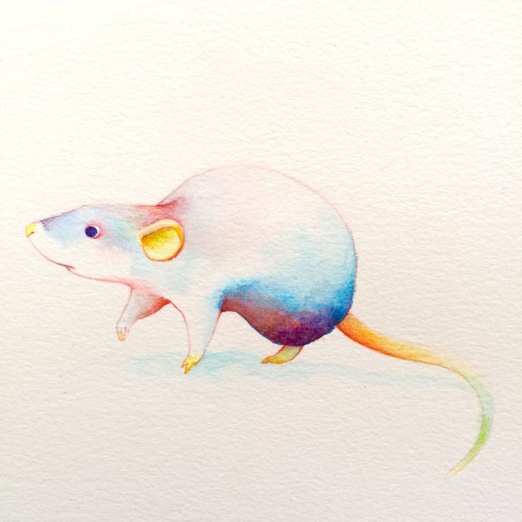 736x736 Drawn Rat Adorable - Rat Watercolor