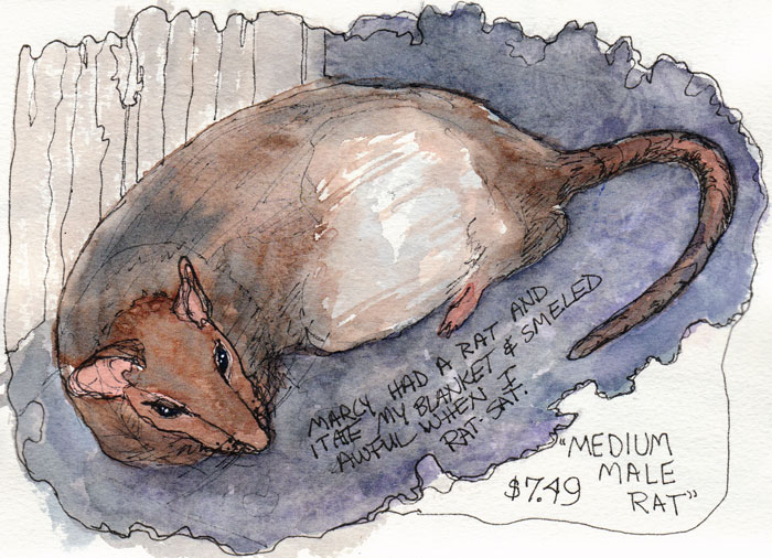 700x506 Rat Jana Bouc, Artist - Rat Watercolor
