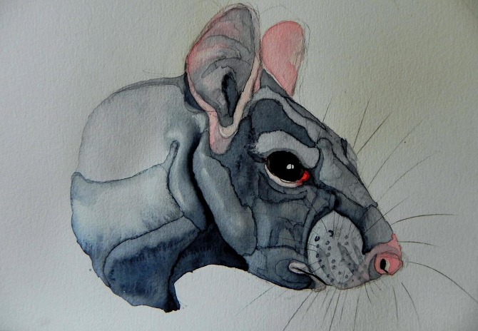 670x464 Rat Sketches - Rat Watercolor