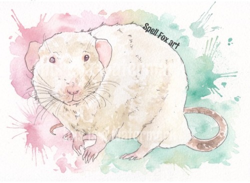 500x366 Watercolour Rats Tumblr - Rat Watercolor