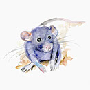 131x131 Baby Animal Art - Rat Watercolor